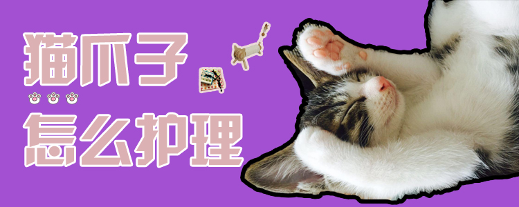 貓爪子怎么護(hù)理