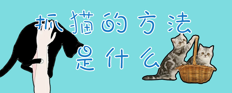 抓貓的方法是什么