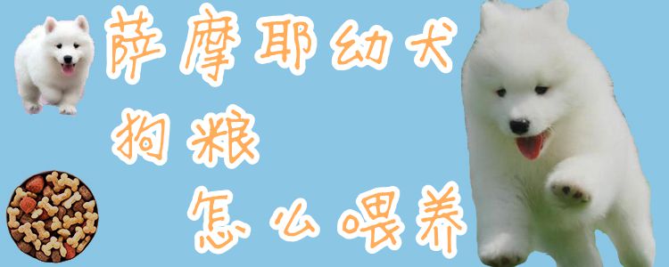 薩摩耶幼犬狗糧怎么喂養(yǎng)1