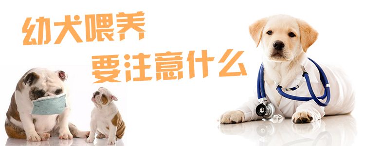幼犬喂養(yǎng)要注意什么