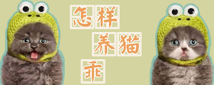 怎樣養(yǎng)貓乖