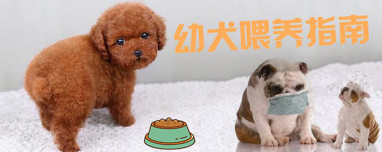 幼犬喂養(yǎng)指南1