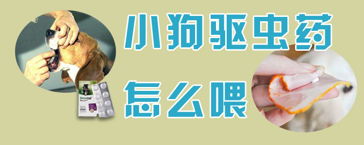 小狗驅(qū)蟲藥怎么喂