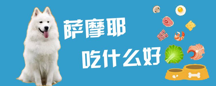 薩摩耶吃什么好