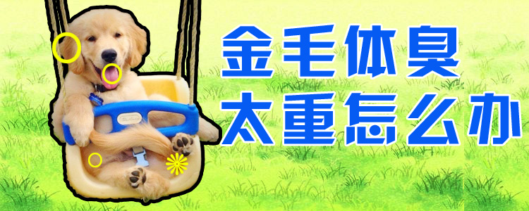 金毛體臭太重怎么辦