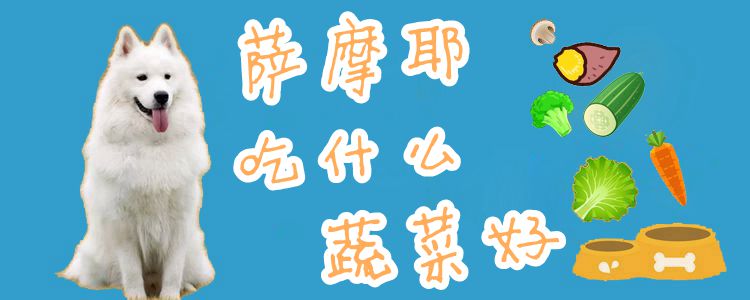 薩摩耶吃什么蔬菜好