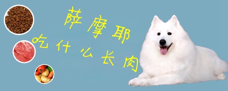 薩摩耶吃什么長肉1