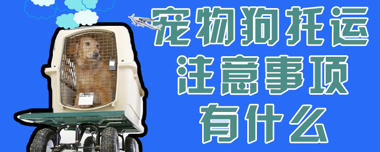 寵物狗托運(yùn)注意事項(xiàng)有什么