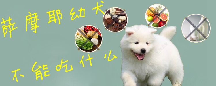 薩摩耶幼犬不能吃什么1