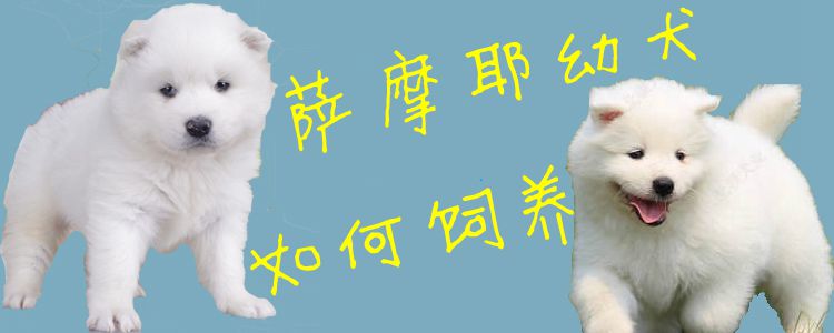 薩摩耶幼犬如何飼養(yǎng)1