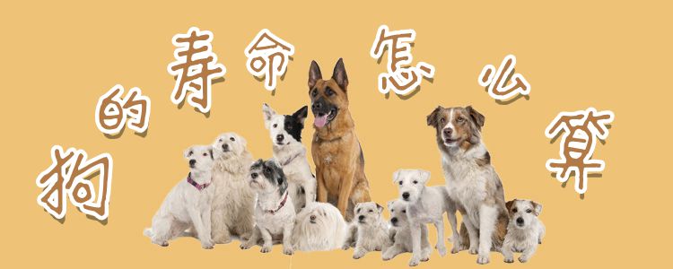 狗的壽命怎么算