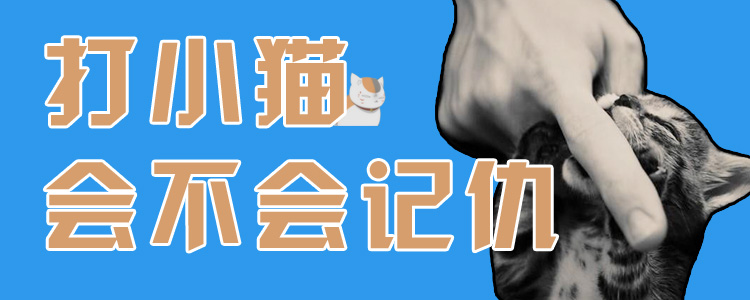 打小貓會(huì)不會(huì)記仇