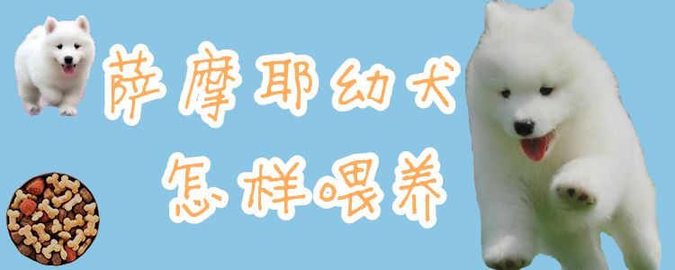 薩摩耶幼犬怎樣喂養(yǎng)1