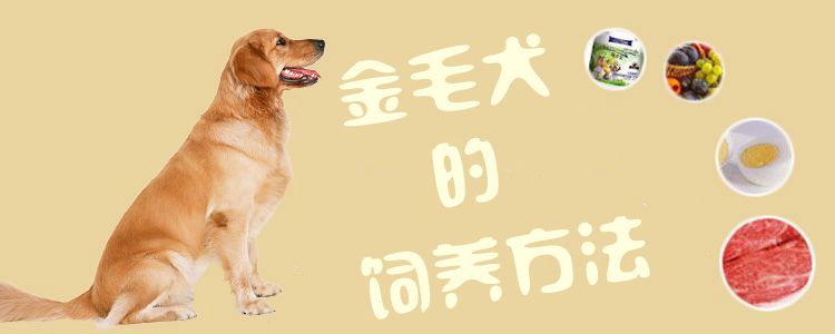 金毛犬的飼養(yǎng)方法1