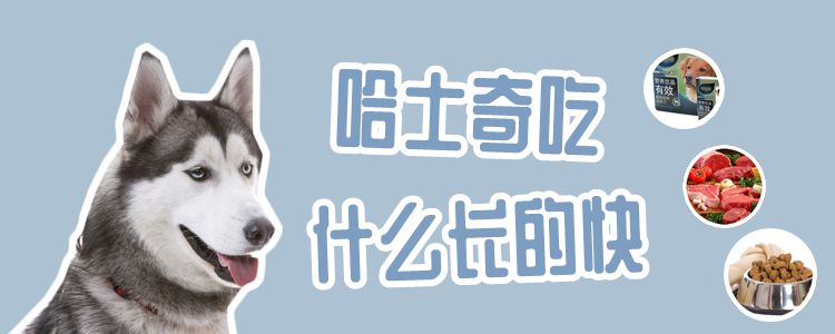 哈士奇吃什么長(zhǎng)的快
