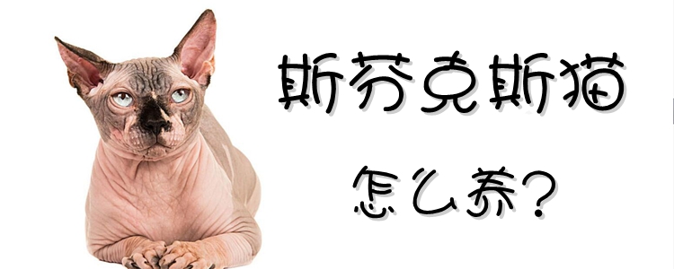 斯芬克斯貓?jiān)趺答B(yǎng)