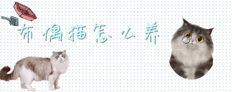 布偶貓?jiān)趺答B(yǎng)