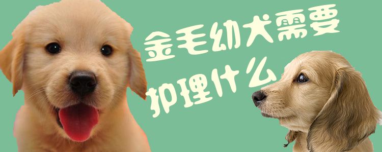 金毛幼犬需要護(hù)理什么1