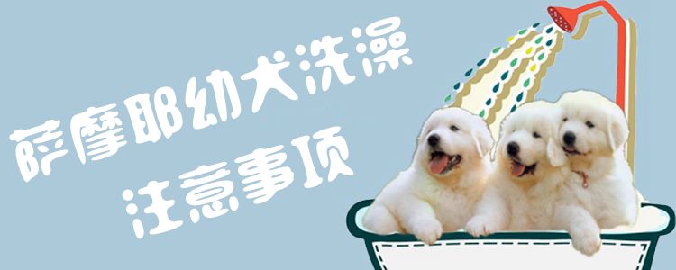 薩摩耶幼犬洗澡方法1