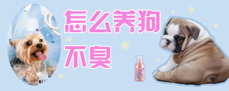 怎么養(yǎng)狗不臭