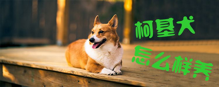 柯基犬怎么樣養(yǎng)1