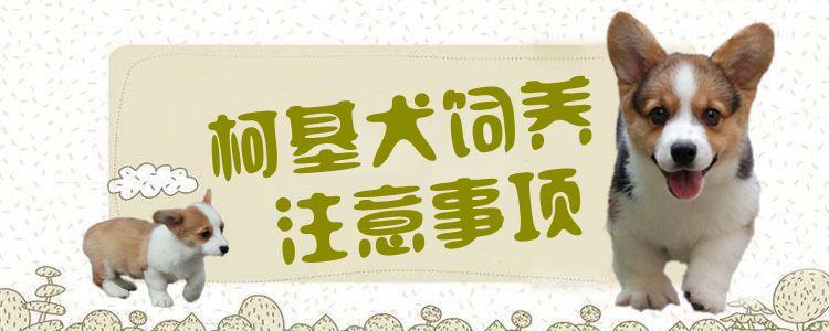 柯基犬飼養(yǎng)注意事項1