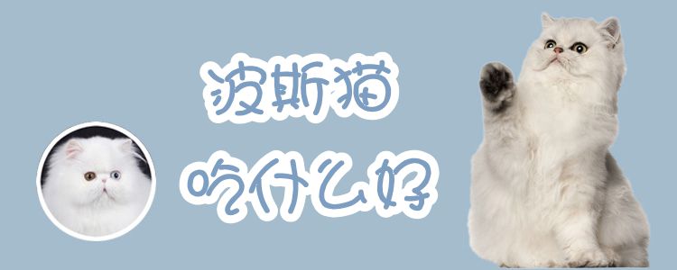 波斯貓吃什么好