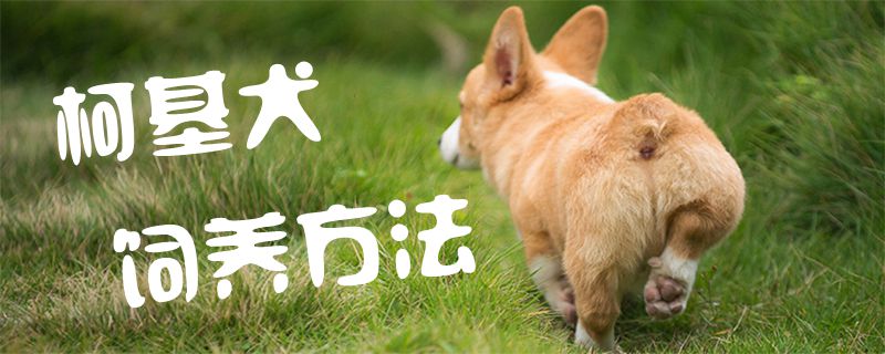 柯基犬飼養(yǎng)方法1