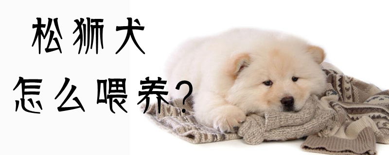 松獅犬怎么喂養(yǎng)
