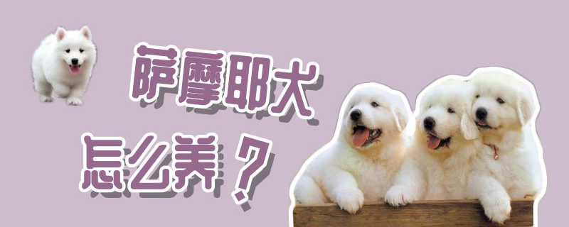 薩摩耶犬怎么養(yǎng)
