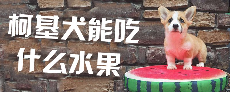 柯基犬能吃什么水果1