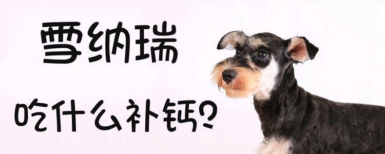 雪納瑞吃什么補鈣