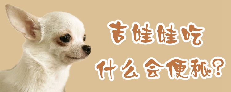 吉娃娃吃什么會(huì)便秘