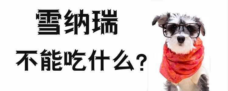 雪納瑞不能吃什么