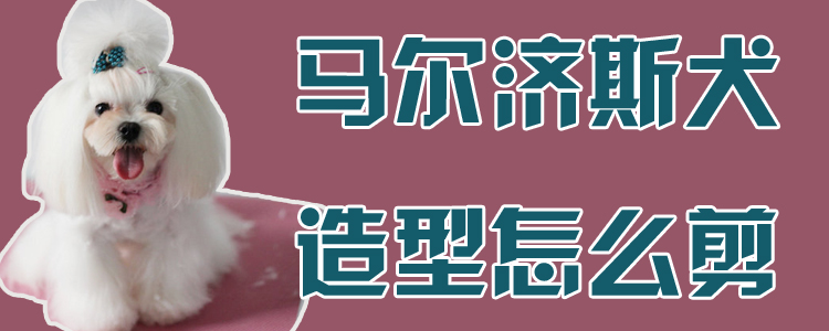 馬爾濟斯犬造型怎么剪