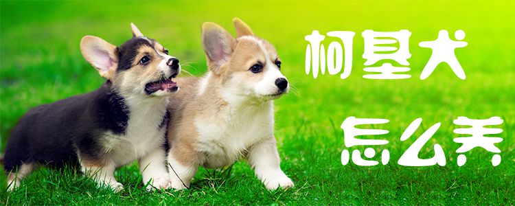 柯基犬怎么養(yǎng)1