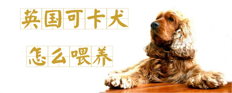 英國(guó)可卡犬怎么喂養(yǎng)