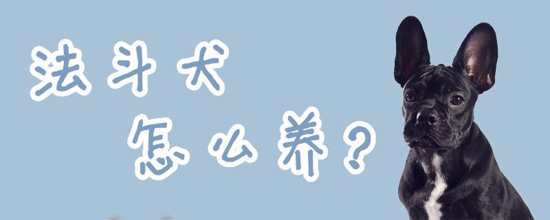 法斗犬怎么養(yǎng)