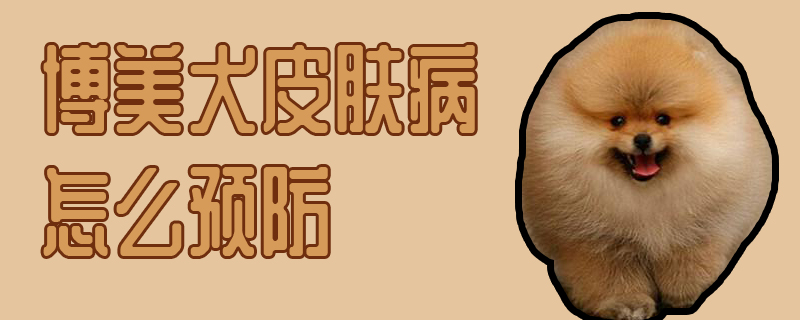 博美犬皮膚病怎么預(yù)防