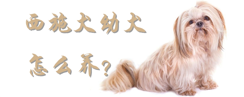西施犬幼犬怎么養(yǎng)