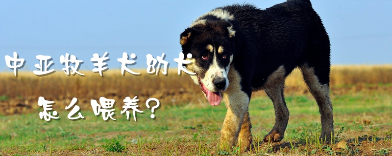 中亞牧羊犬幼犬怎么喂養(yǎng)