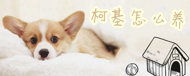 柯基怎么養(yǎng)1