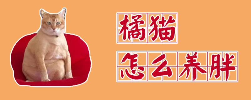 橘貓?jiān)趺答B(yǎng)胖