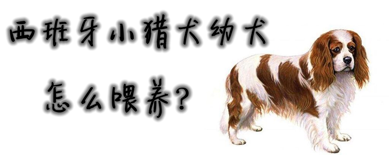 西班牙小獵犬幼犬怎么喂養(yǎng)