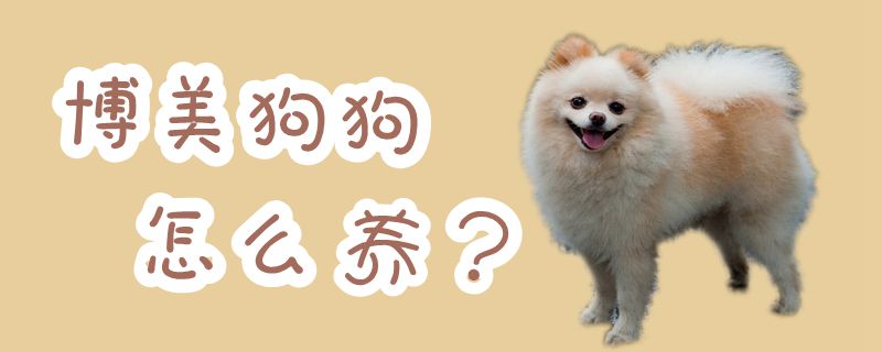 博美狗狗怎么養(yǎng)