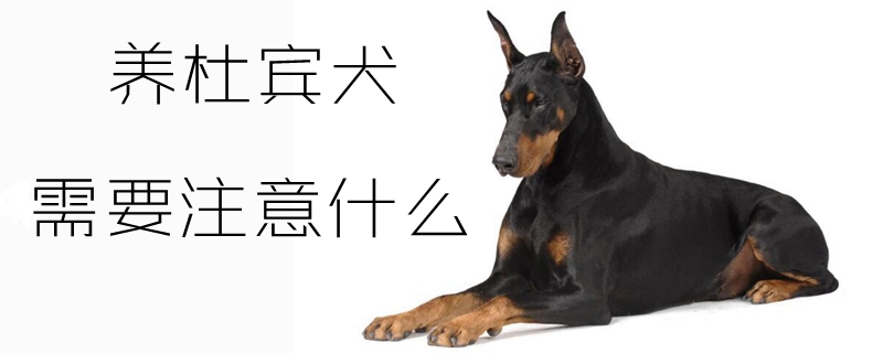 養(yǎng)杜賓犬需要注意什么