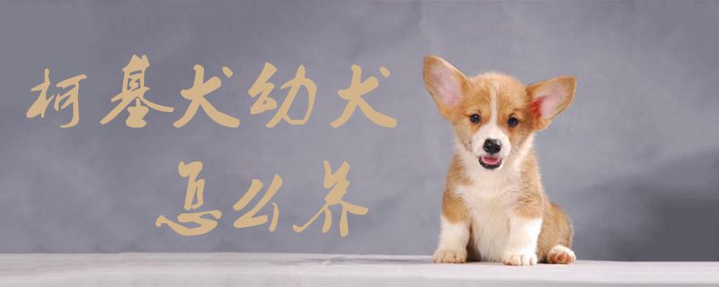 柯基犬幼犬怎么養(yǎng)1