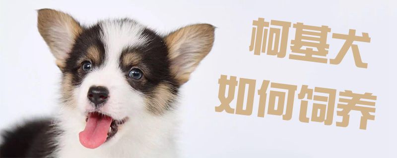 柯基犬如何飼養(yǎng)1
