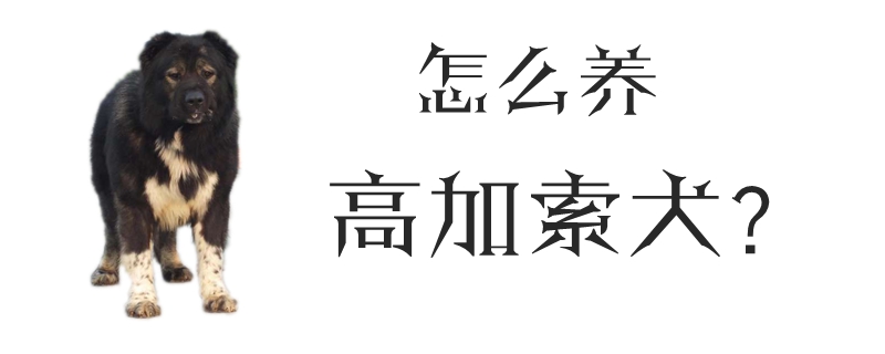怎么養(yǎng)高加索犬