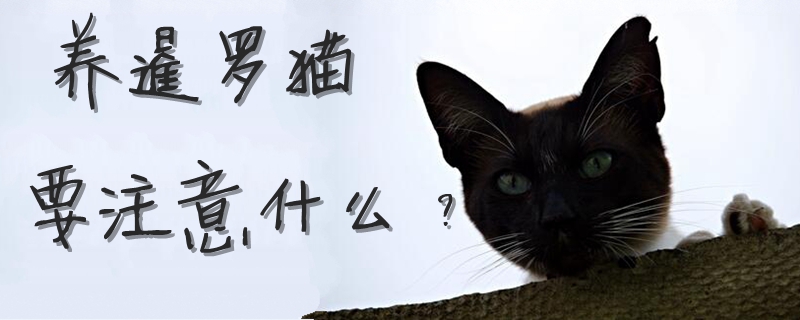 養(yǎng)暹羅貓要注意什么